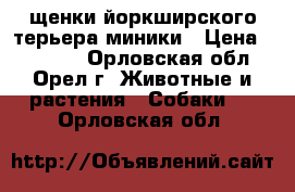 щенки йоркширского терьера миники › Цена ­ 12 000 - Орловская обл., Орел г. Животные и растения » Собаки   . Орловская обл.